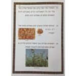 איכות חיים1