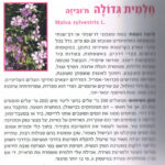צמחי מרפא מדריך שדה לצמחי המרפא של ארץ ישראל 1