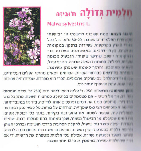 צמחי מרפא מדריך שדה לצמחי המרפא של ארץ ישראל 1